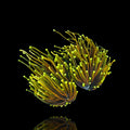 Euphyllia glabrescens „Dragon Soul“ 1–2 Köpfe