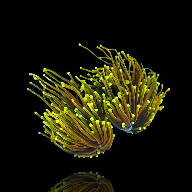 Euphyllia glabrescens „Dragon Soul“ 1–2 Köpfe