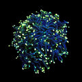 Euphyllia glabrescens Black Torch 1-2 Köpfe