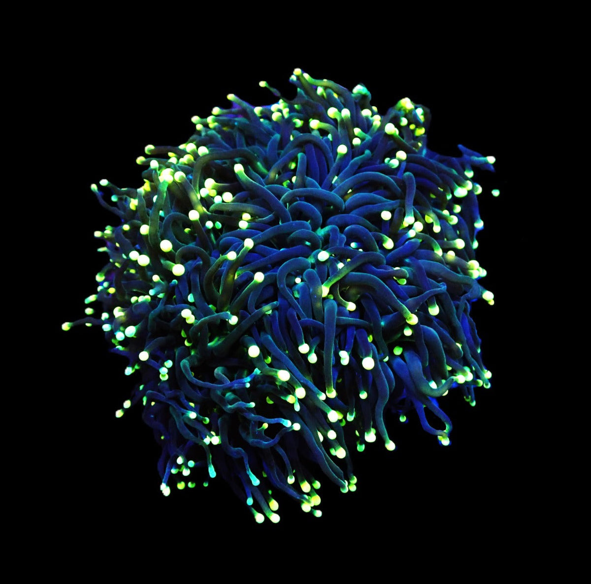 Euphyllia glabrescens Black Torch 1-2 Köpfe
