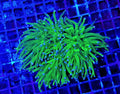 Euphyllia glabrescens „Blueberry“ – LPS Koralle 1–2 Köpfe