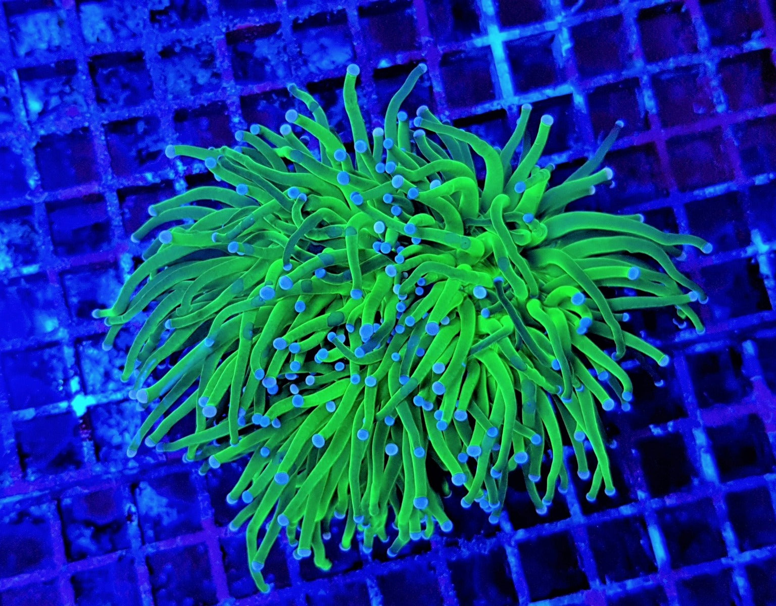 Euphyllia glabrescens „Blueberry“ – LPS Koralle 1–2 Köpfe
