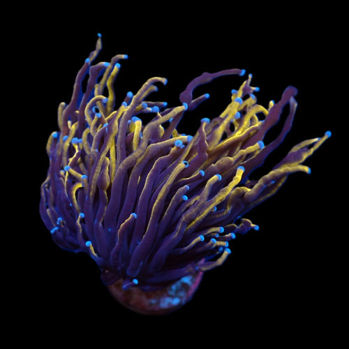 Euphyllia glabrescens „Gold Torch“   1–2 Köpfe