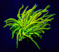 Euphyllia glabrescens „Holy Grail“       1 Kopf